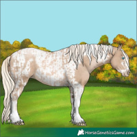 Horse Color:Chocolate Palomino Pearl Tobiano Frame and Chocolate Palomino Pearl Tobiano Frame