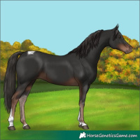 Horse Color:Liver Chestnut Tobiano 