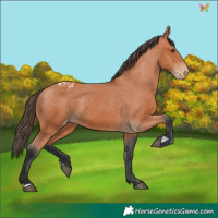Horse Color:Bay Appaloosa 