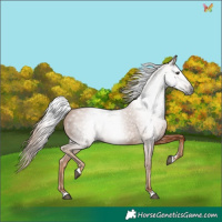 Horse Color:Gray Chestnut 