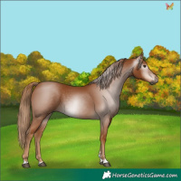 Horse Color:Gray Chestnut 