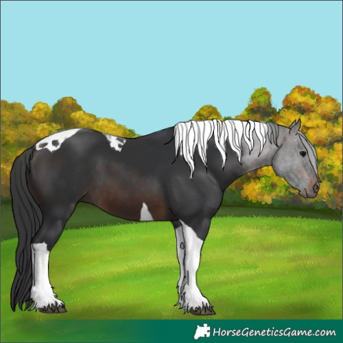 Horse Color:Brown Tobiano 