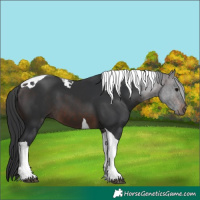 Horse Color:Brown Tobiano 