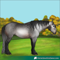 Horse Color:Gray Bay 