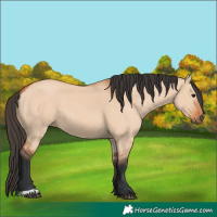 Horse Color:Bay Dun