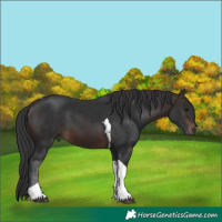 Horse Color:Brown Tobiano 