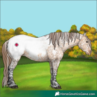 Horse Color:Bay Dun Appaloosa 