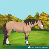Horse Color:Bay Dun 
