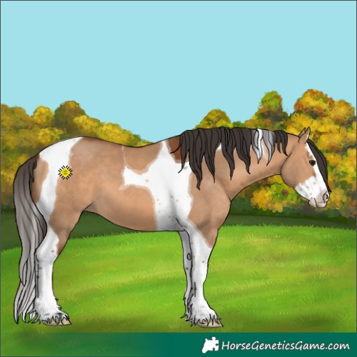 Horse Color:Bay Dun Splash Tobiano 