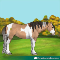 Horse Color:Bay Dun Splash Tobiano