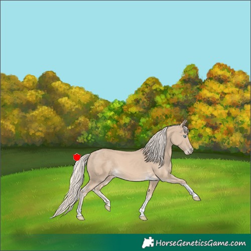 Horse Color:Cremello Tobiano 