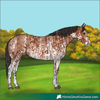 Horse Color:Bay Sabino Rabicano  and Bay Sabino Rabicano 