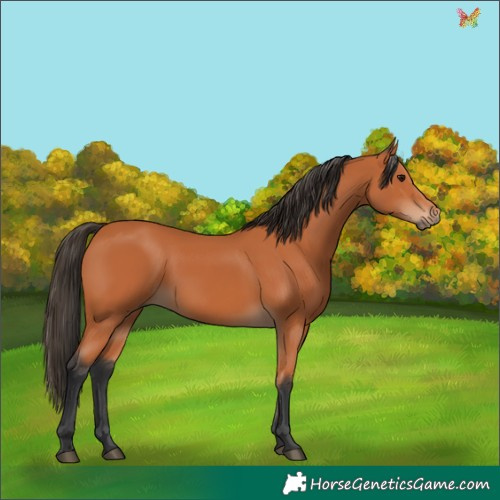 Horse Color:Bay 