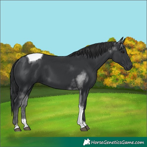 Horse Color:Black Tobiano 