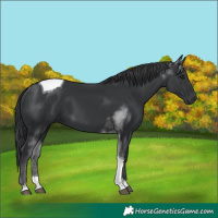 Horse Color:Black Tobiano 
