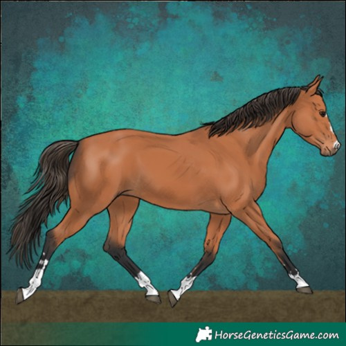 Horse Color:Bay 