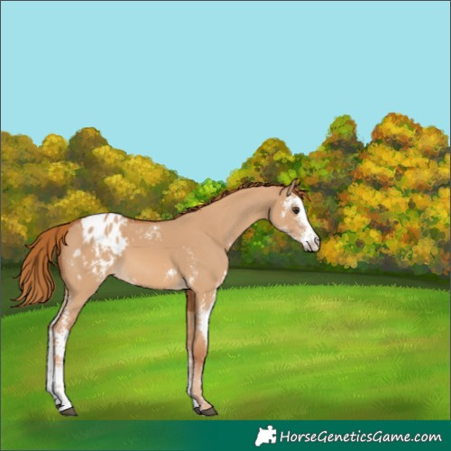 Horse Color:Red Dun Sabino Appaloosa 