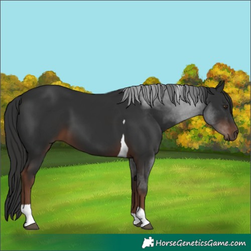 Horse Color:Liver Chestnut Tobiano 