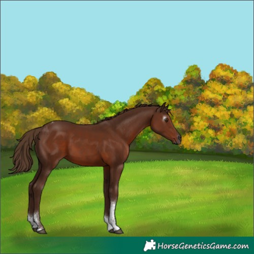 Horse Color:Gray Chestnut Tobiano Rabicano 