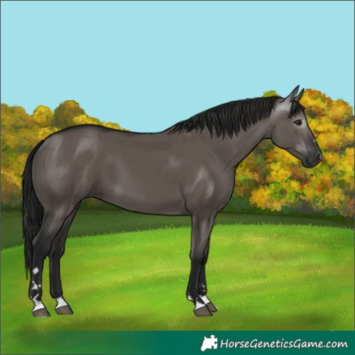 Horse Color:Gray Grullo 