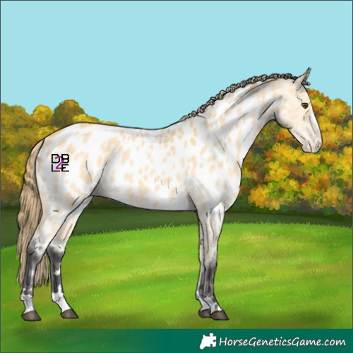 Horse Color:Buckskin Dun Appaloosa 