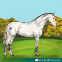 Horse Color:Buckskin Dun Appaloosa 