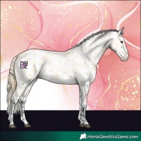 Horse Color:Buckskin Dun Appaloosa 