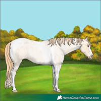 Horse Color:Gold Champagne Roan Dun Splash Tobiano Frame Varnish Rabicano 