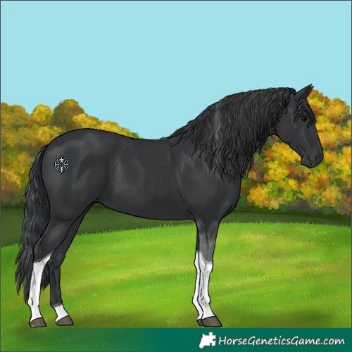 Horse Color:Black Tobiano 