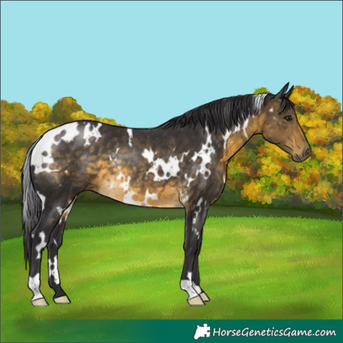 Horse Color:White Spotted Buckskin Rabicano 