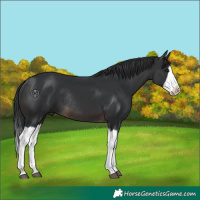 Horse Color:Brown Splash Rabicano