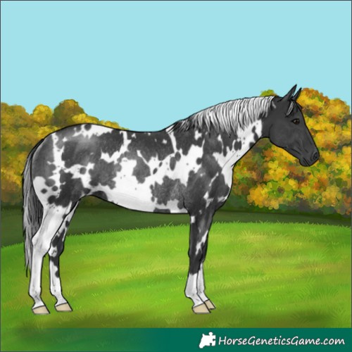 Horse Color:White Spotted Black Rabicano 