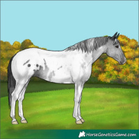 Horse Color:White Spotted Black Tobiano Rabicano