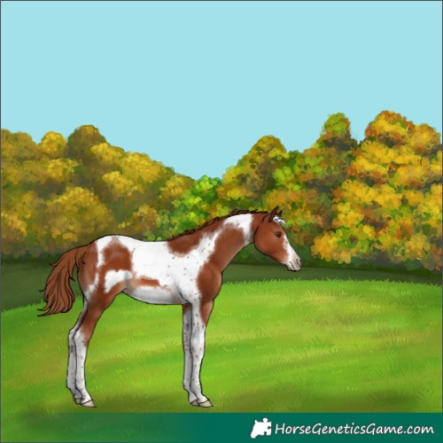 Horse Color:Chestnut Tobiano Frame