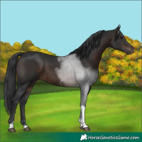 Horse Color:Brown Tobiano 