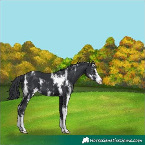 Horse Color:Black Sabino 