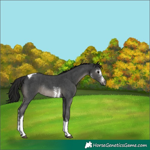Horse Color:Gray Black Sabino Tobiano Rabicano 
