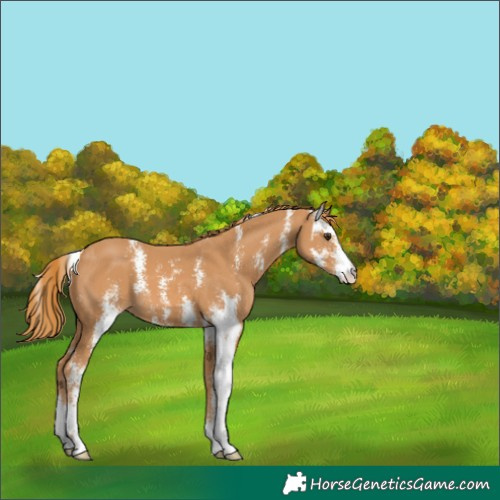 Horse Color:Chestnut Sabino 