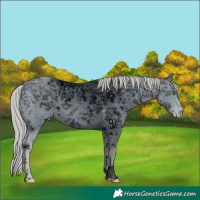 Horse Color:ERROR: UNKNOWN ANOMALY