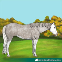 Horse Color:Silver Grullo Ice Splash 