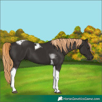 Horse Color:Liver Chestnut Tobiano 