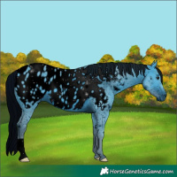 Horse Color:ERROR: UNKNOWN ANOMALY