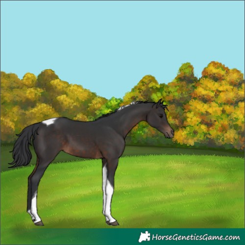 Horse Color:Brown Tobiano 