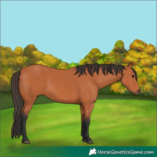 Horse Color:Bay 