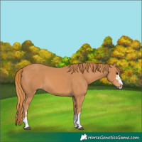 Horse Color:Chestnut 