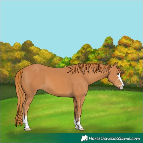 Horse Color:Chestnut 