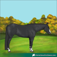 Horse Color:Black 