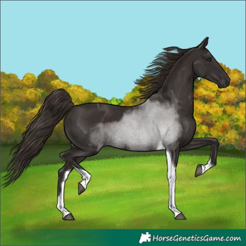 Horse Color:Liver Chestnut Tobiano 