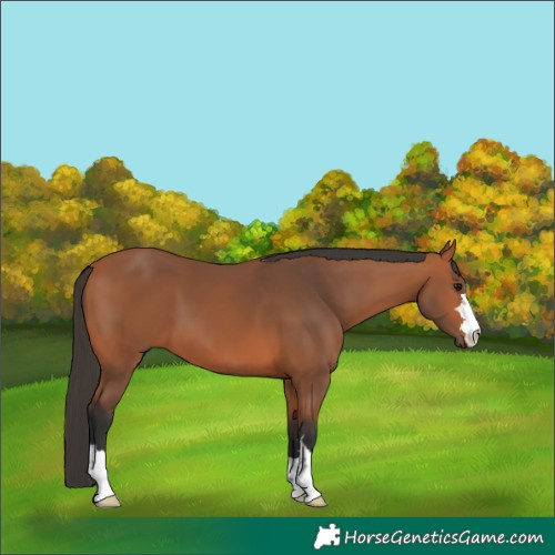 Horse Color:Bay 