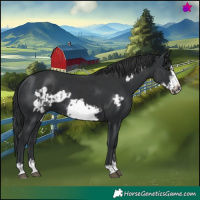 Horse Color:Black Frame  and Black Frame 